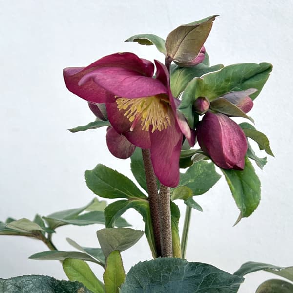 クリスマスローズ：*HGC Ice N’roses 氷の薔薇 イタリアーノ　ロゼッタ4.5号ポット