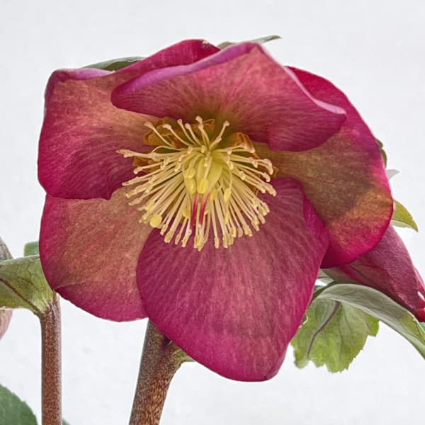 クリスマスローズ：*HGC Ice N’roses 氷の薔薇 イタリアーノ　ロゼッタ4.5号ポット