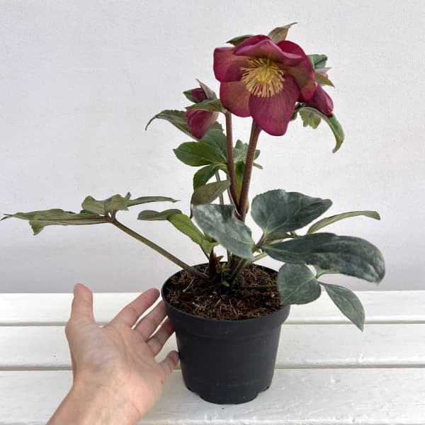 クリスマスローズ：*HGC Ice N’roses 氷の薔薇 イタリアーノ　ロゼッタ4.5号ポット