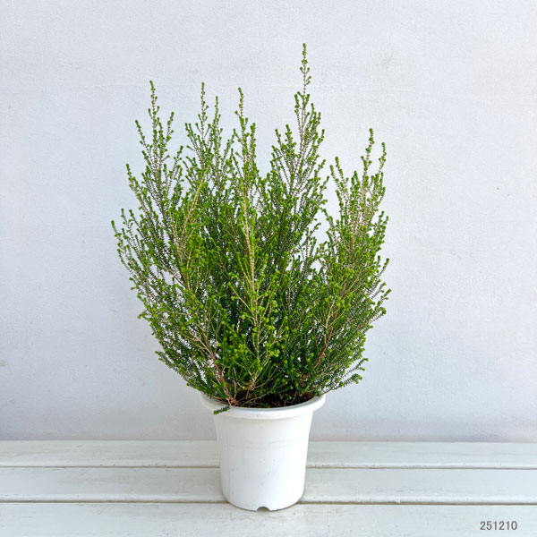 エリカ：スズランエリカ4.5号鉢植え