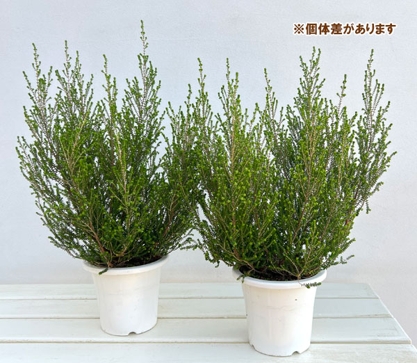 エリカ：スズランエリカ4.5号鉢植え