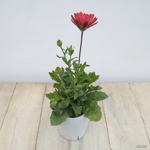 多肉植物 赤と緑のグラデーション 中型*3 多肉植物 赤と緑のグラデーション*3 多肉植物を鮮やかに紅葉させ