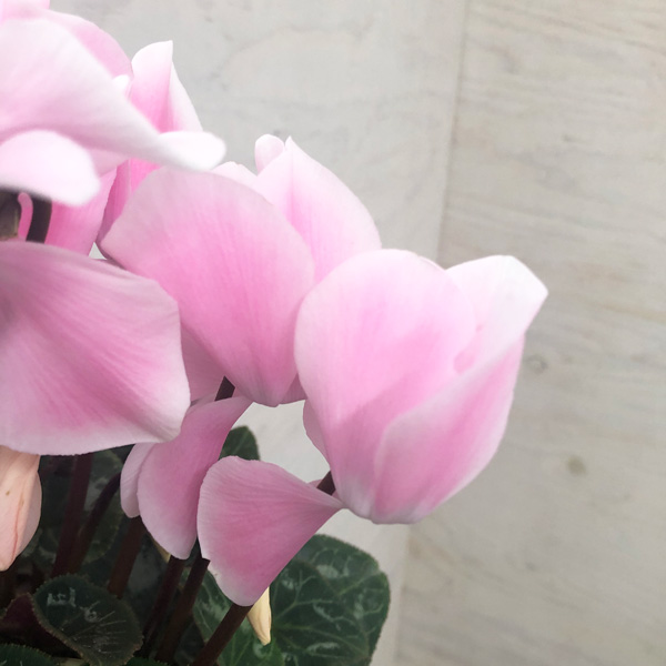 シクラメン:ピーチ5号鉢植え*