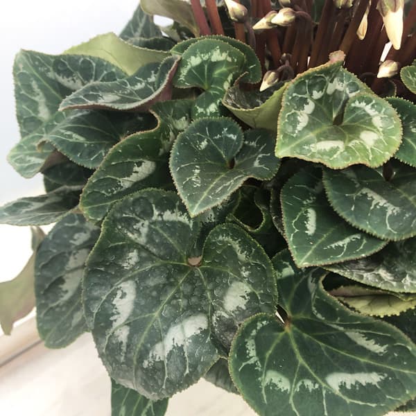 シクラメン:ピーチ5号鉢植え*