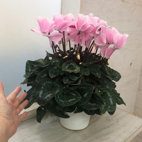 シクラメン:ピーチ5号鉢植え*