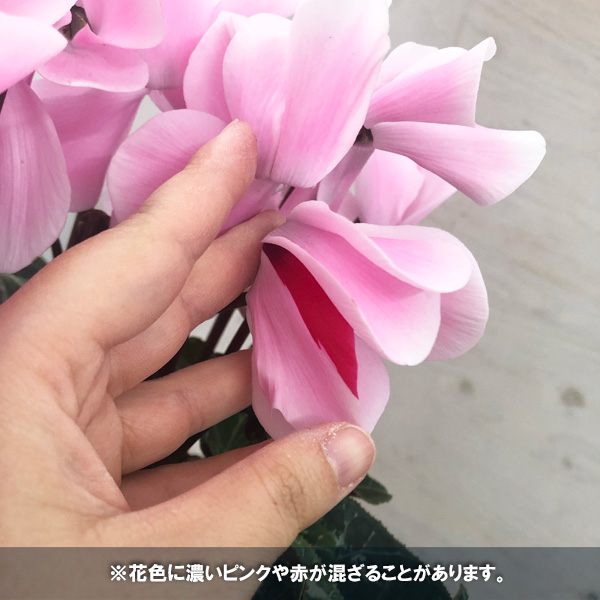 シクラメン:ピーチ5号鉢植え*