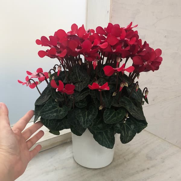 シクラメン：スーパージックスレッド5号鉢植え*