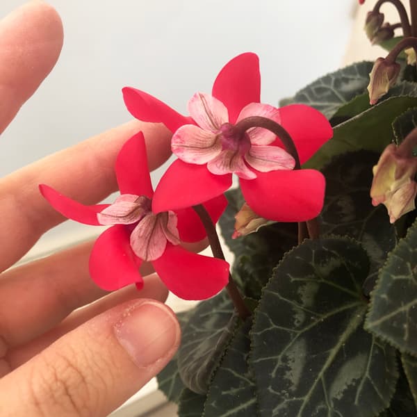 シクラメン：スーパージックスレッド5号鉢植え*