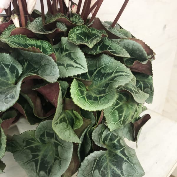 シクラメン:ラズベリーフラッペ5号鉢植え