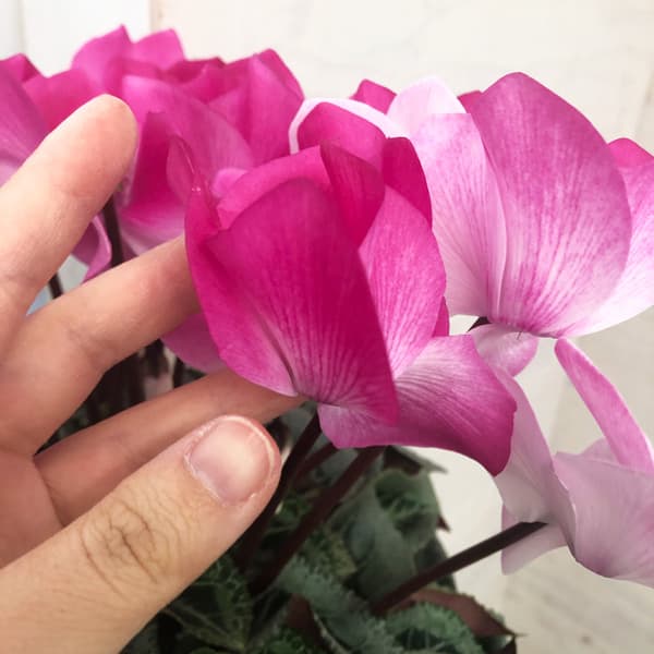シクラメン:ラズベリーフラッペ5号鉢植え