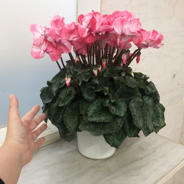 シクラメン:ミルキーガール5号鉢植え