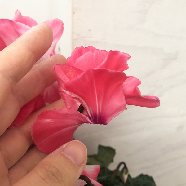 シクラメン:ミルキーガール5号鉢植え