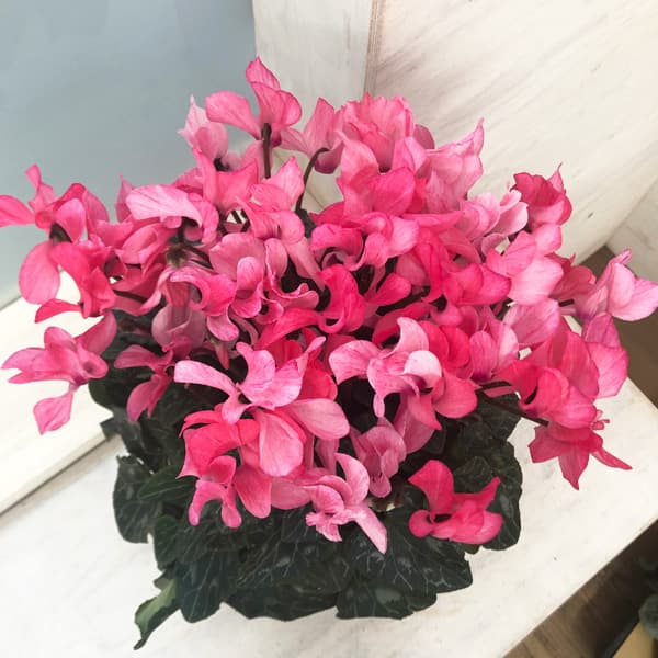 シクラメン:クレヨン サーモンピンク5号鉢植え