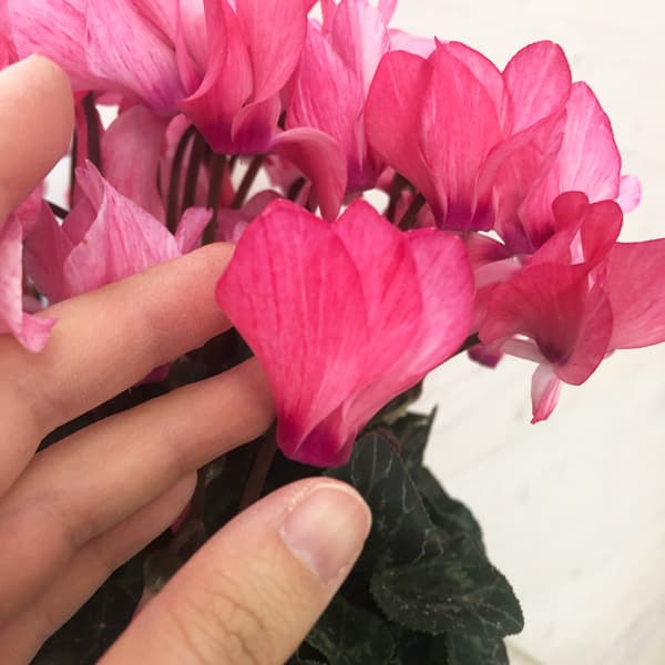 シクラメン:クレヨン サーモンピンク5号鉢植え