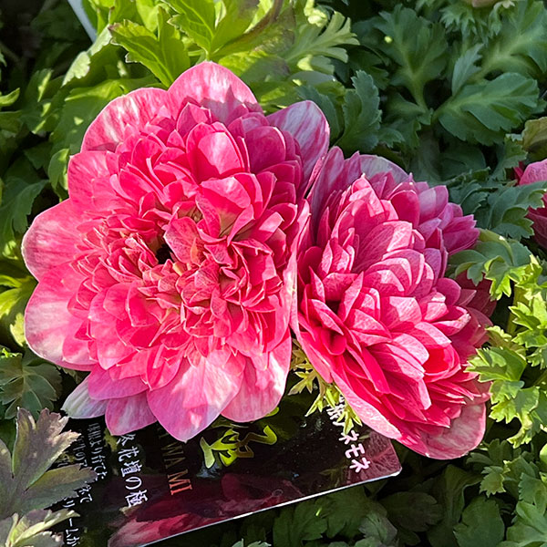 アネモネ【極-KIWAMI-】：ポルトダブル　ピンク3.5号ロングポット