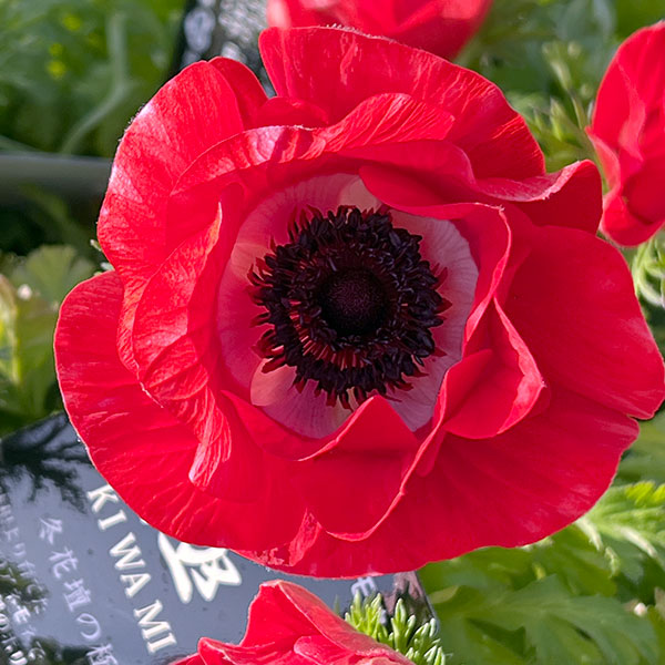 アネモネ【極-KIWAMI-】：ポルト スカーレット3.5号ロングポット