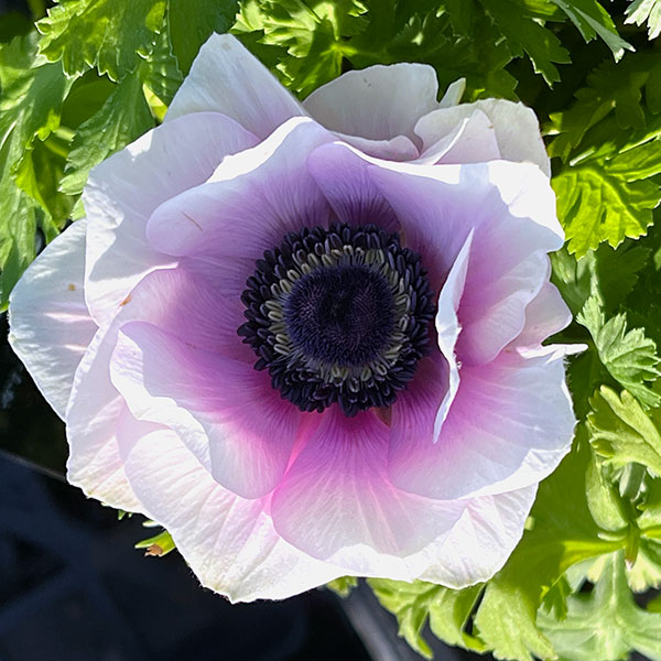 アネモネ【極-KIWAMI-】:ポルト パール3.5号ロングポット