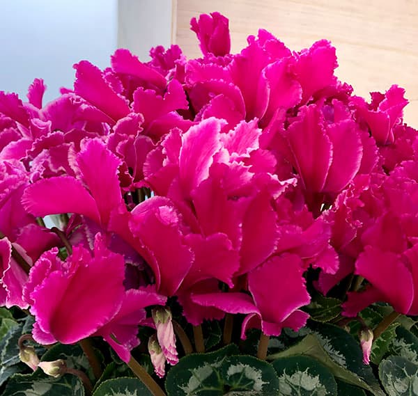 園芸ネット本店｜23-03：シクラメン：ドリームパープル7号鉢植え