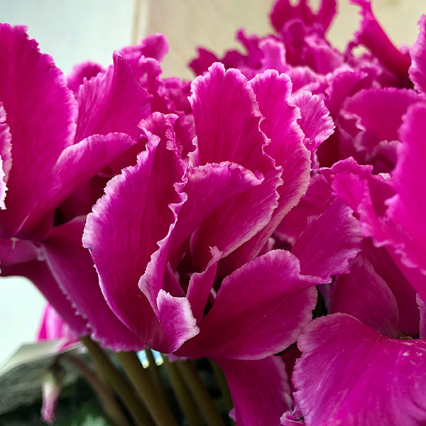 園芸ネット本店｜23-03：シクラメン：ドリームパープル7号鉢植え