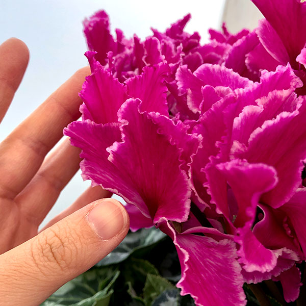 凄く種子取れます❗️実生　寄せ植え　13株　鉢のまま発送　銀冠玉 凄く種子取れます❗️実生 寄せ植え 13株 鉢のまま発送 銀冠