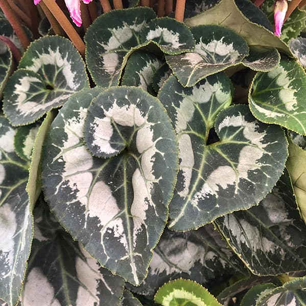 園芸ネット本店｜23-03：シクラメン：ドリームパープル7号鉢植え