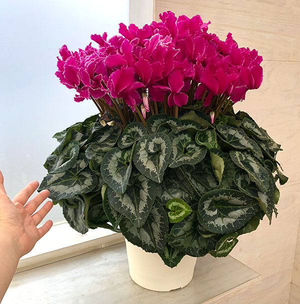 園芸ネット本店｜23-03：シクラメン：ドリームパープル7号鉢植え