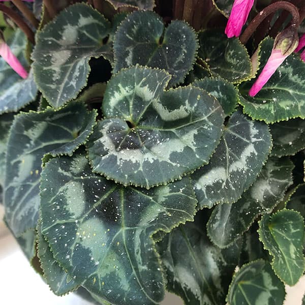 シクラメン:クレヨンバイオレット4号鉢植え