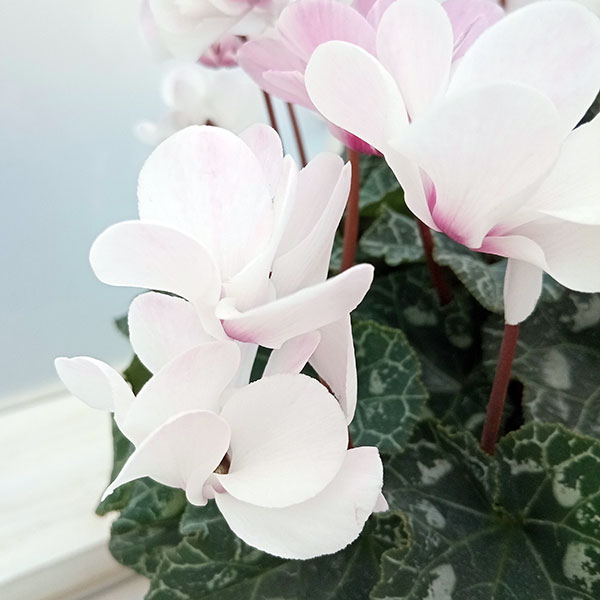 園芸ネット本店｜シクラメン（八重咲き）：ウインク シャワーピンク5号