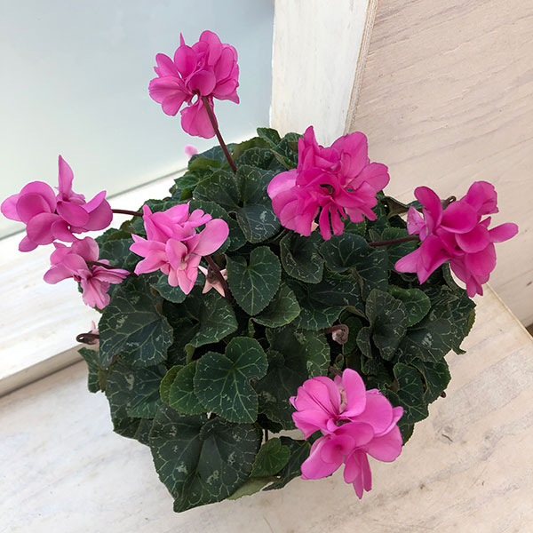 シクラメン（八重咲き）：ウインク ピンクハート5号鉢植え