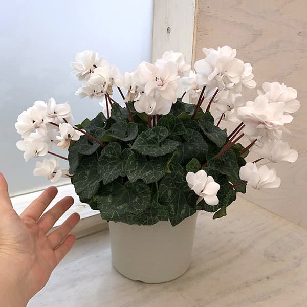 シクラメン（八重咲き）：ウインクホワイトハート5号鉢植え