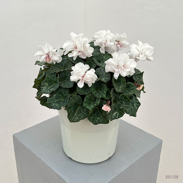 シクラメン（八重咲き）：ウインクホワイトハート5号鉢植え