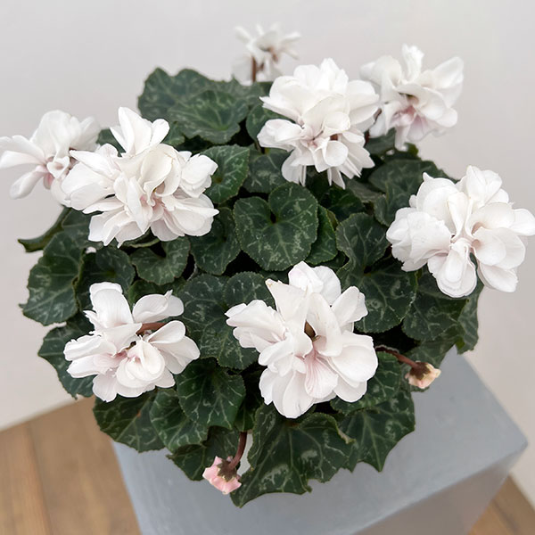 シクラメン（八重咲き）：ウインクホワイトハート5号鉢植え