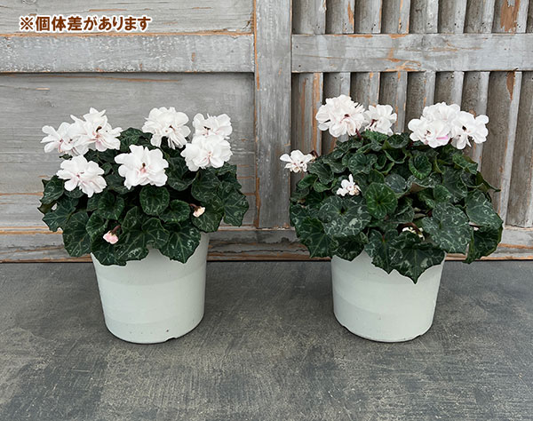 シクラメン（八重咲き）：ウインクホワイトハート5号鉢植え