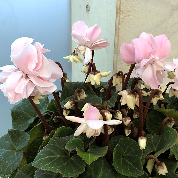 シクラメン（八重咲き）：ウインクパールハート5号鉢植え