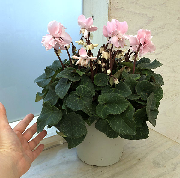 シクラメン（八重咲き）：ウインクパールハート5号鉢植え