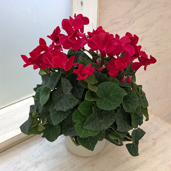 シクラメン（八重咲き）：ウインクワイン5号鉢植え