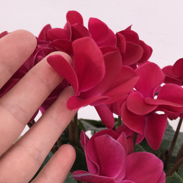 シクラメン（八重咲き）：ウインクワイン5号鉢植え