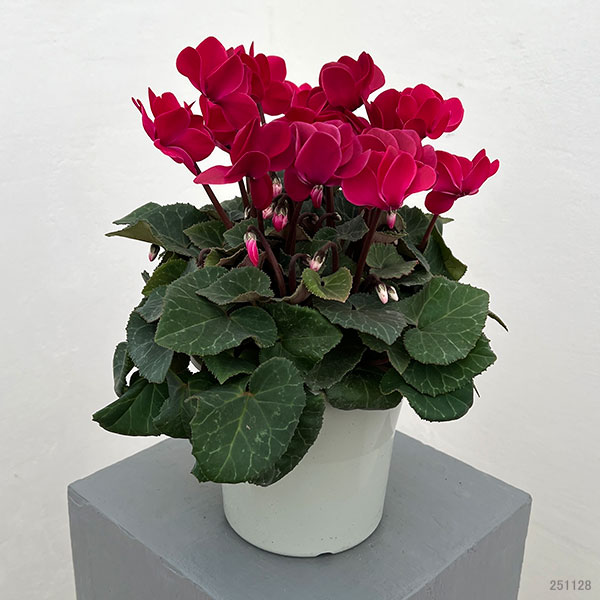 シクラメン（八重咲き）：ウインクワイン5号鉢植え