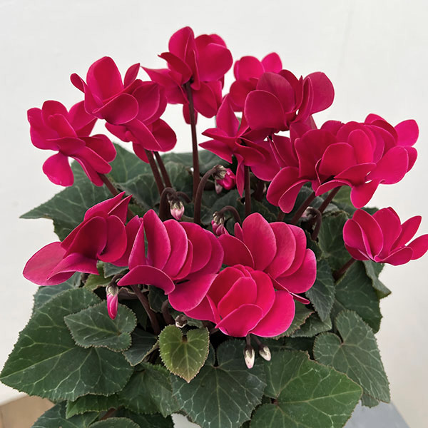 シクラメン（八重咲き）：ウインクワイン5号鉢植え