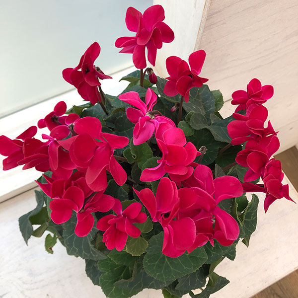 シクラメン（八重咲き）：ウインクワイン5号鉢植え