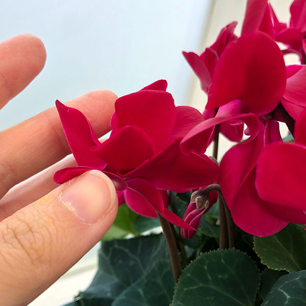 シクラメン（八重咲き）：ウインクワイン5号鉢植え