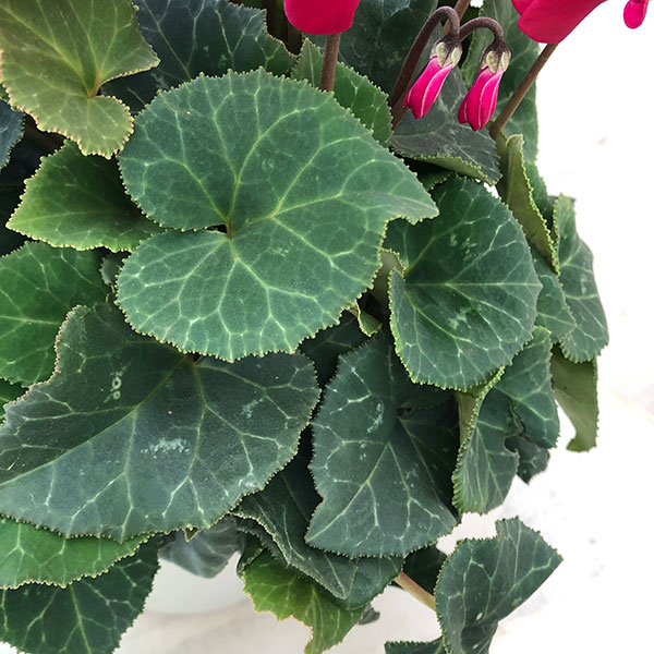 シクラメン（八重咲き）：ウインクワイン5号鉢植え