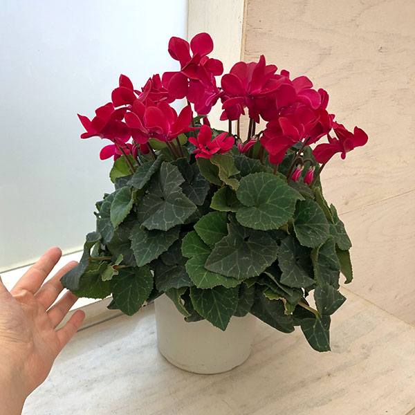 シクラメン（八重咲き）：ウインクワイン5号鉢植え