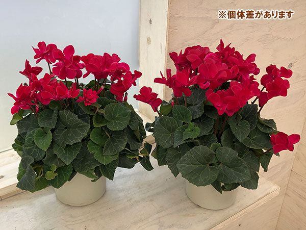 シクラメン（八重咲き）：ウインクワイン5号鉢植え