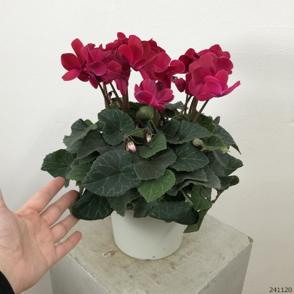 シクラメン（八重咲き）：ウインクワイン5号鉢植え