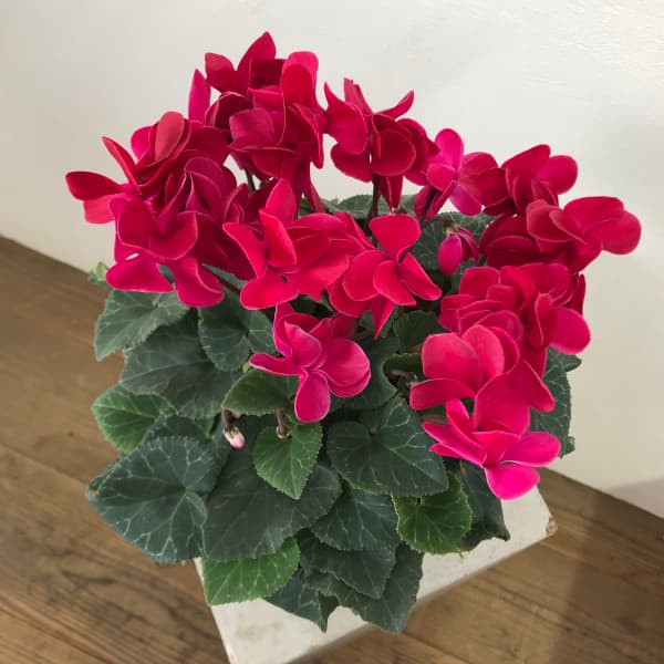 シクラメン（八重咲き）：ウインクワイン5号鉢植え