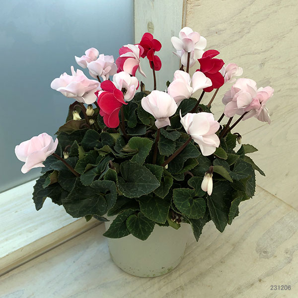 シクラメン（八重咲き）：ウインク　ジェフェリエ5号鉢植え