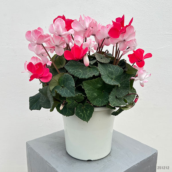 シクラメン（八重咲き）：ウインク　ジュフェリエ5号鉢植え
