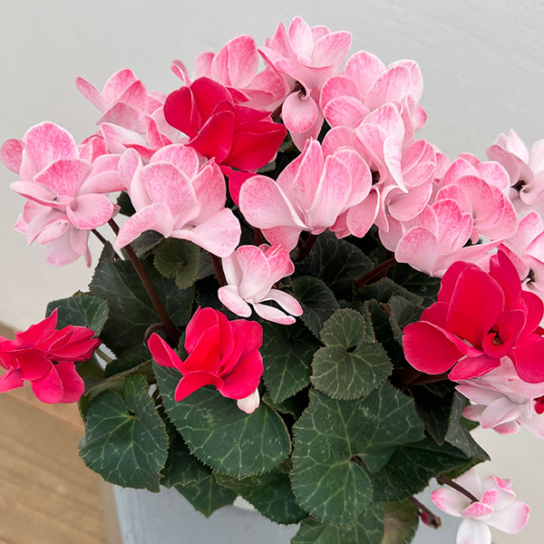 シクラメン（八重咲き）：ウインク　ジュフェリエ5号鉢植え