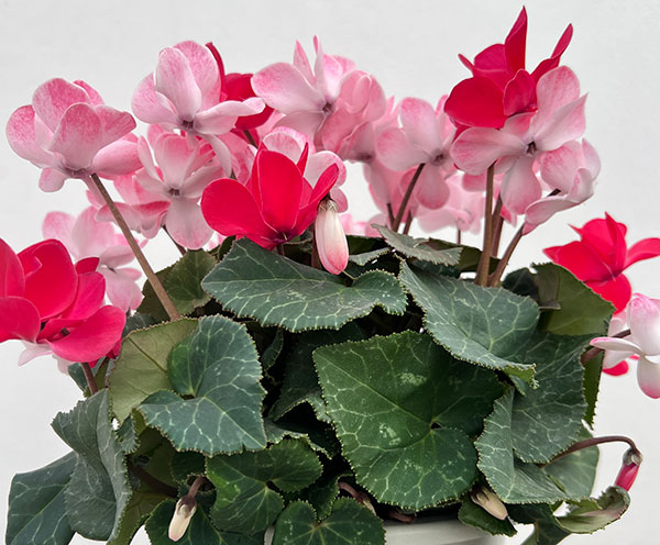 シクラメン（八重咲き）：ウインク　ジュフェリエ5号鉢植え